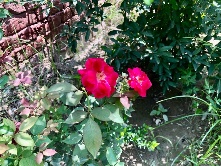 IMG_2704.jpeg