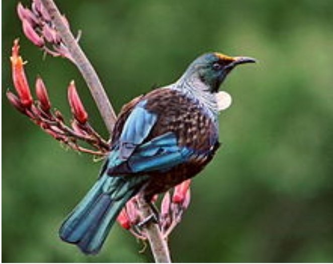 NZ Tui