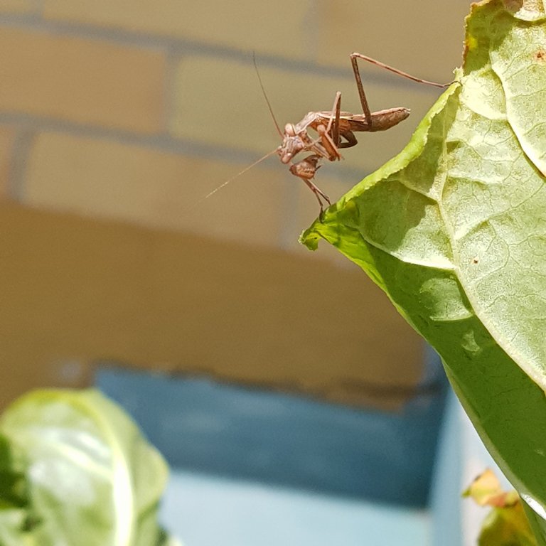 Brown praying mantis