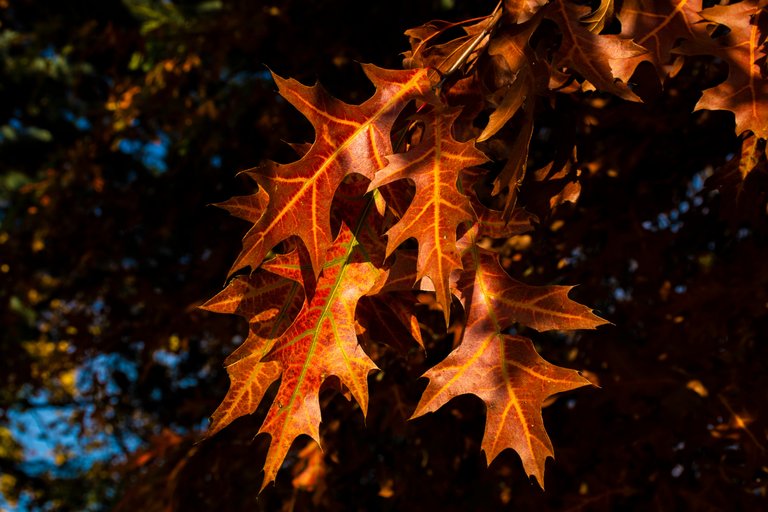 DSC_0021.jpg