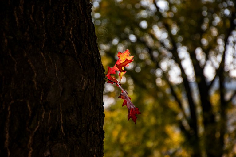 DSC_0007.jpg