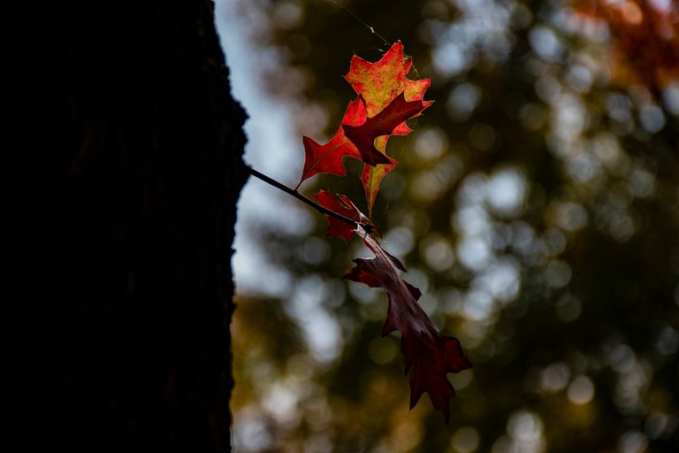 DSC_0008.jpg