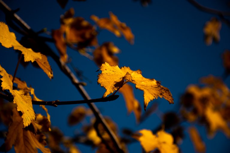DSC_0040.jpg