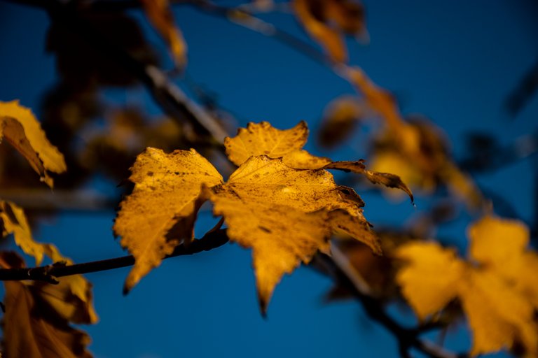 DSC_0041.jpg