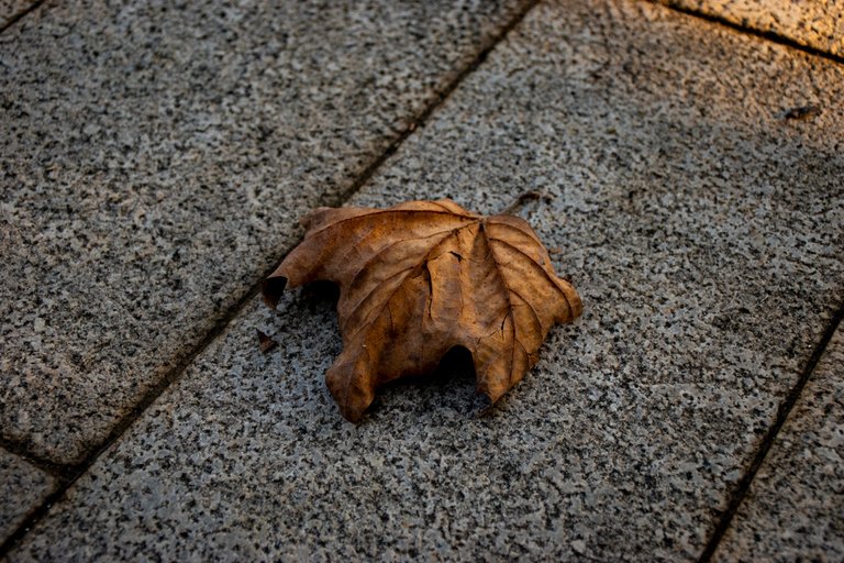 DSC_0096.jpg