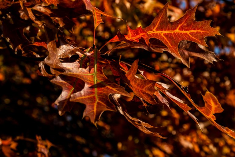 DSC_0022.jpg