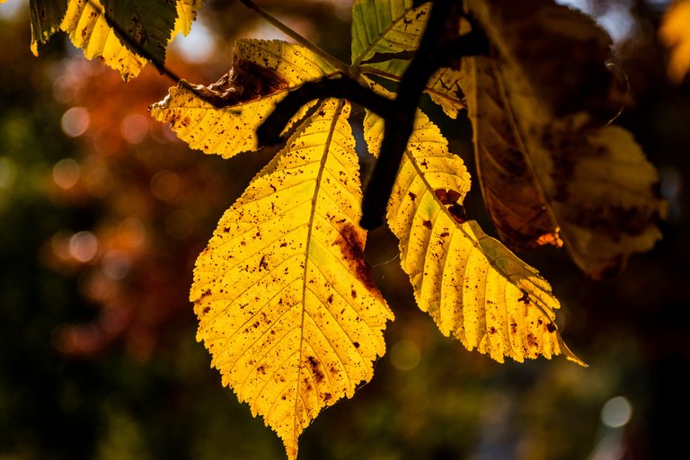 DSC_0005.jpg