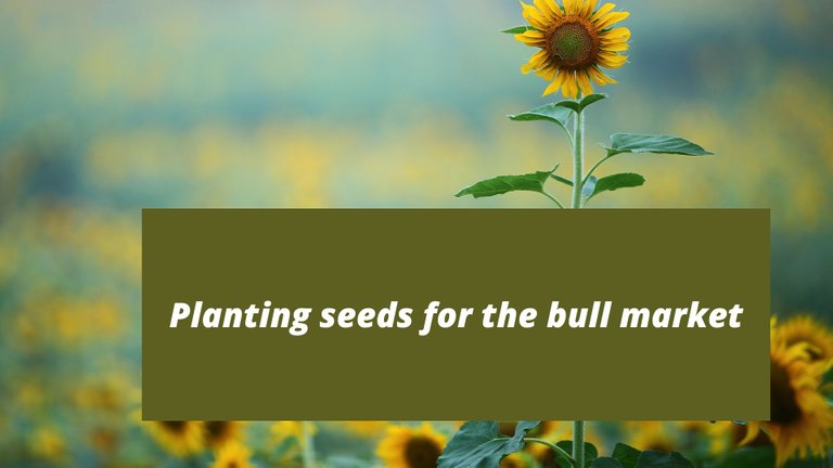 planting seeds for the bull market.jpg