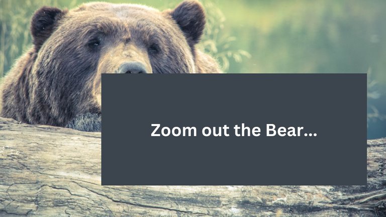 zoom out the bear.jpg