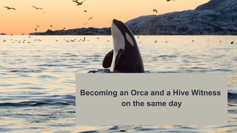Becoming an Orca and a Hive Witness on the same day.jpg