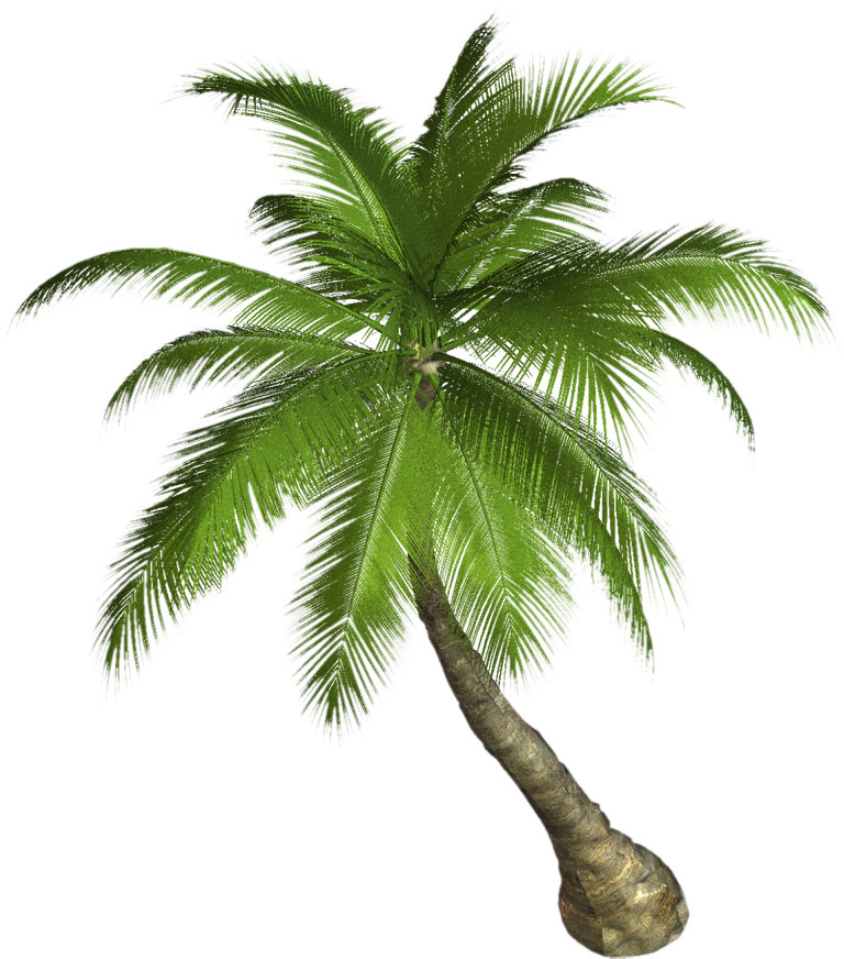 Palm Tree  800x908.png