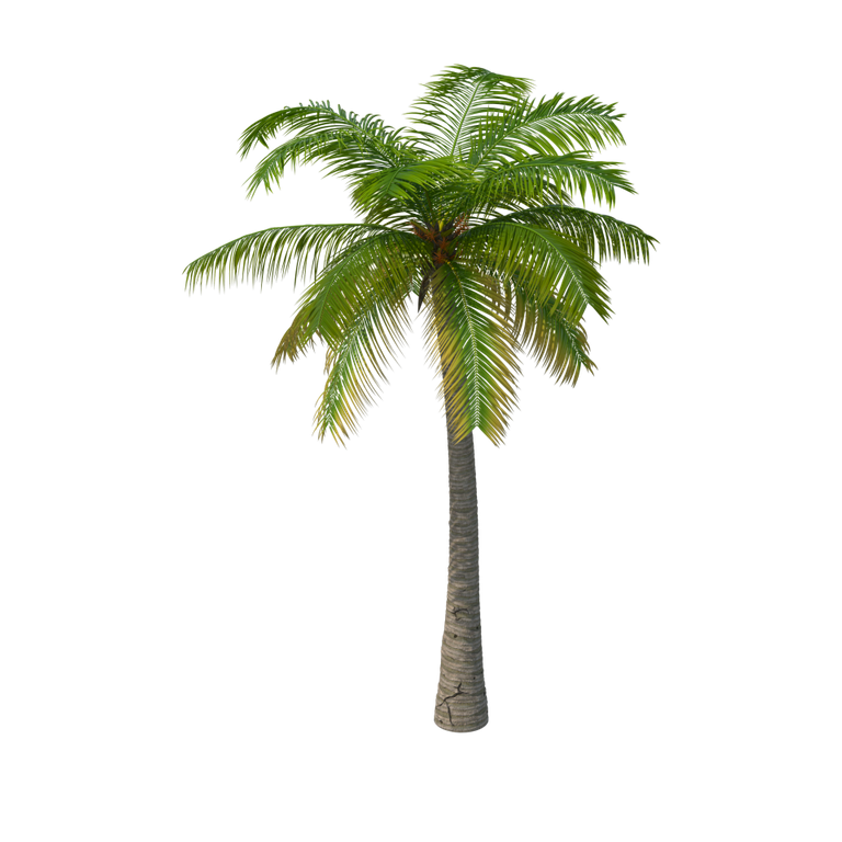 Palm Tree  960x960.png