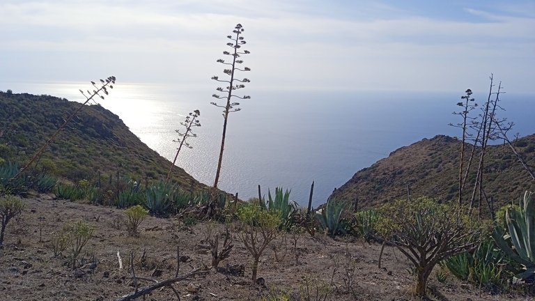 Igueste Tenerife Atalaya Playa Antequera Hive PinMapple (21).jpg