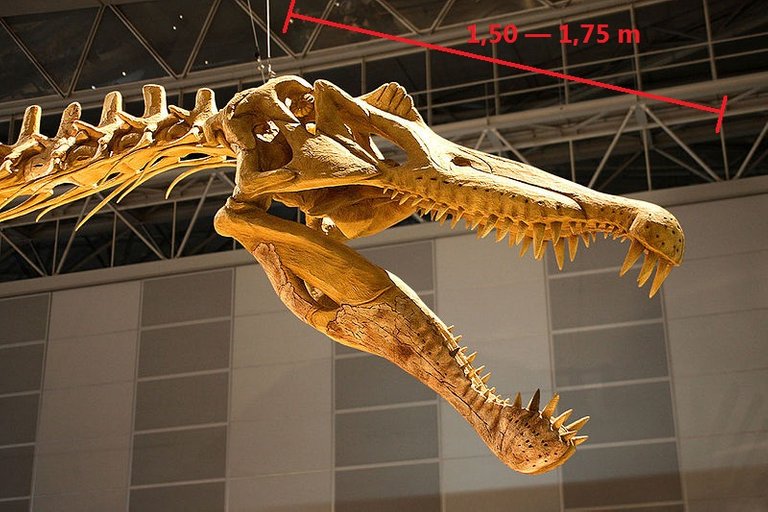 800px-Spinosaurus_skull.jpg
