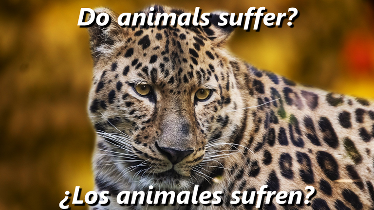 Animals are more machines than us Son los animales más máquinas que nosotros do animals suffer los animales sufren.png