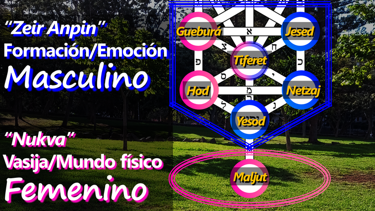 Masculino y Femenino en el Árbol de la Vida Kabbalah Hive Zeir Anpin Nukva Emoción Acción.png