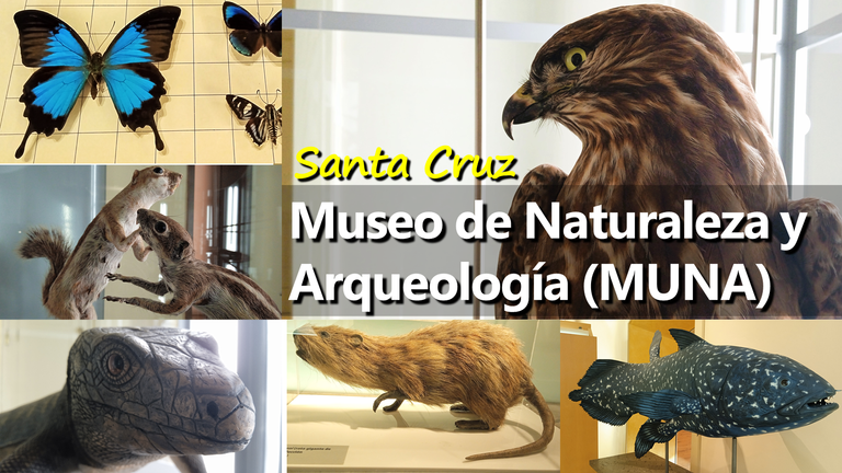 MUNA Part II Animals in the Museum of Nature and Archeology in Tenerife Hive Amazing Nature.png