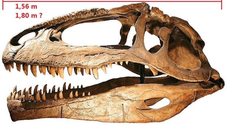 800px-Giganotosaurus.jpg
