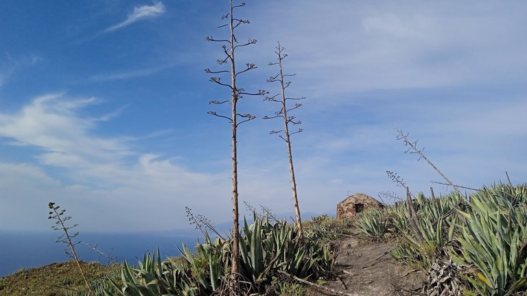 Igueste Tenerife Atalaya Playa Antequera Hive PinMapple (22).jpg