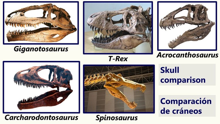 Comparación cráneos dinosaurios carnívoros - Comparison of carnivorous dinosaur skulls.jpg