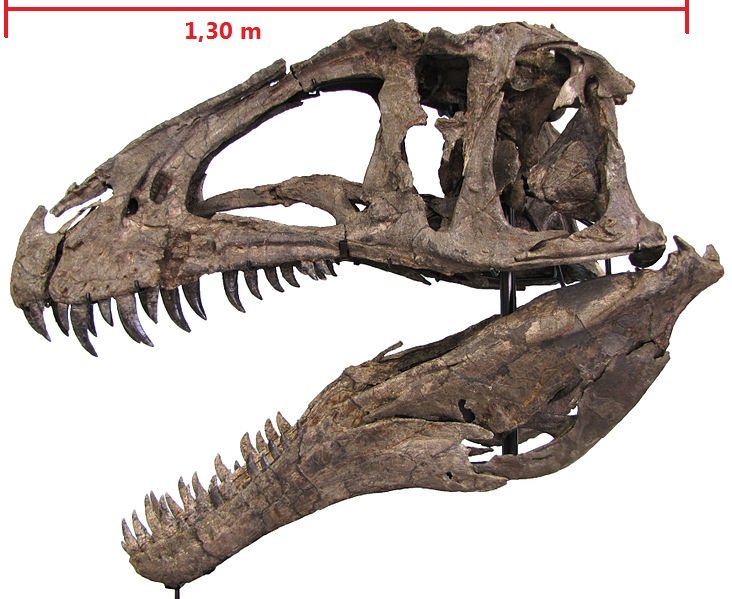 732px-Acrocanthosaurus_Hendrickx.jpg