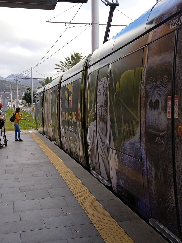 Tranvía de Tenerife (1).jpg