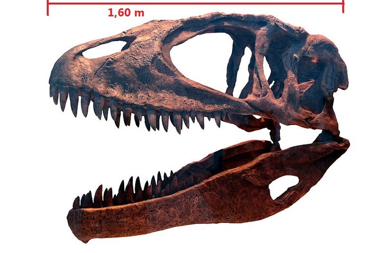 800px-Carcharodontosaurus_ROM-IMG_7497.jpg