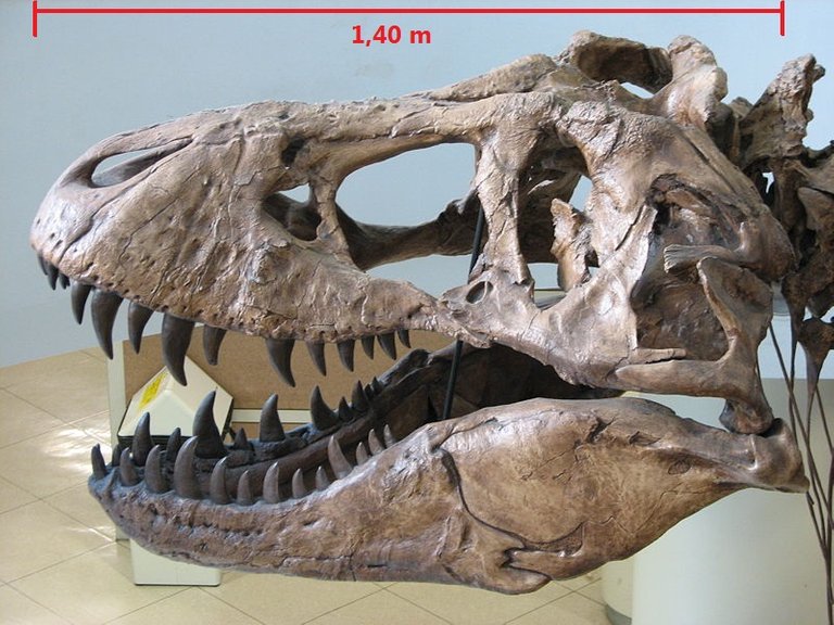 800px-UCMP_Trex_skull_left.jpg