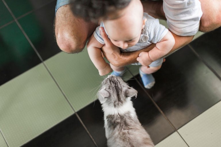 an-overhead-view-of-father-holding-his-baby-in-front-of-cat.jpg