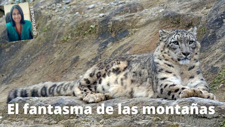 Leopardo de las Nieves.png