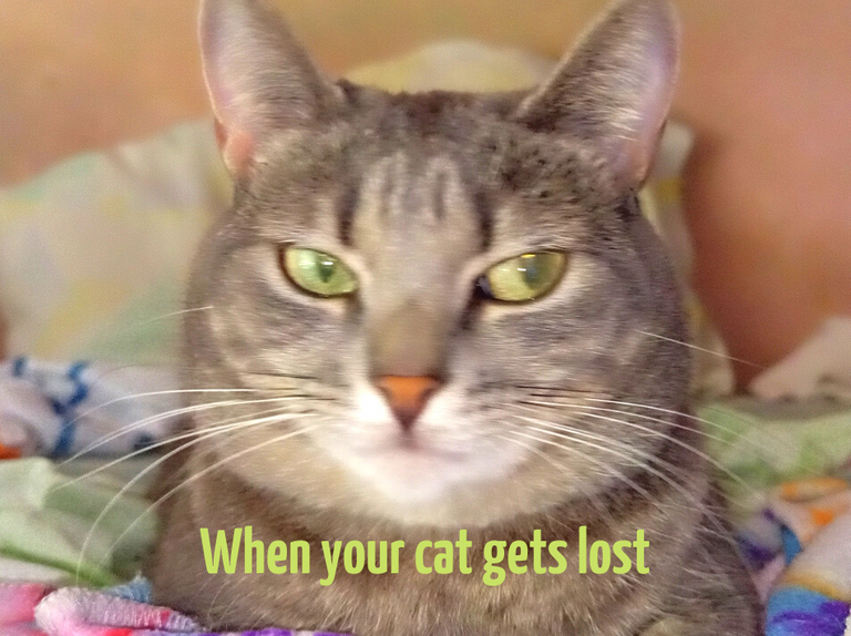 When your cat gets lost.png