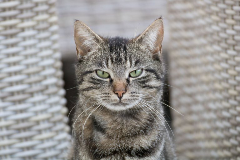 selective-focus-shot-of-gray-cat-with-an-angry-cat-face.jpg