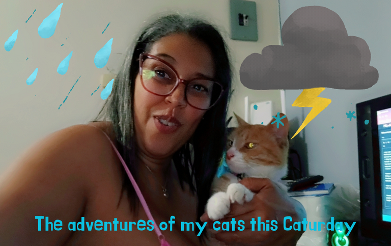 The adventures of my cats this Caturday.png