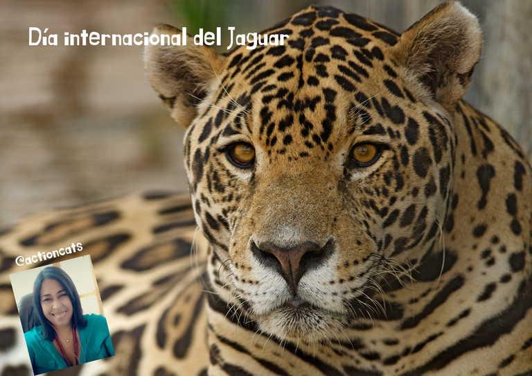 Dia internacional del Jaguar.png