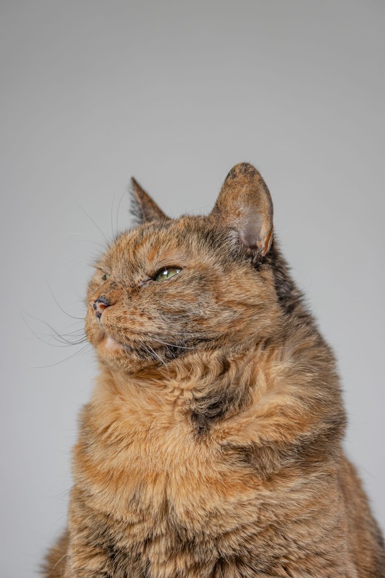 vertical-shot-of-an-orange-grumpy-cat.jpg