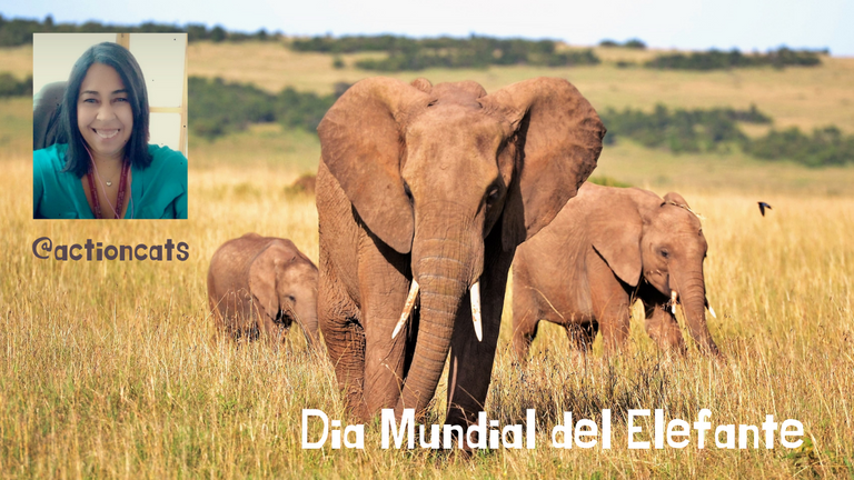 Dia mundial del elefante.png