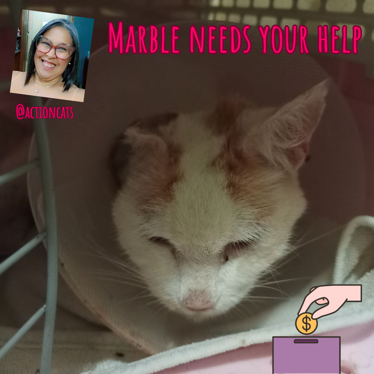 Marble needs your help.png