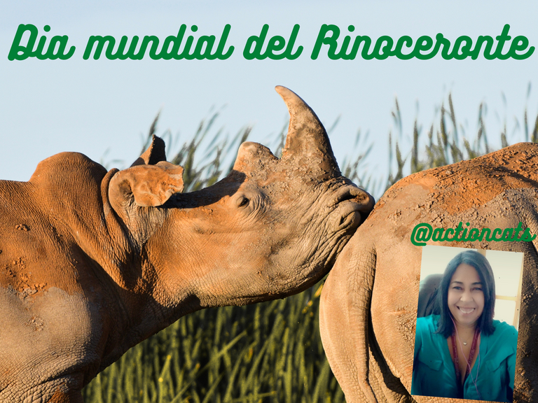 Dia mundial del Rinoceronte.png