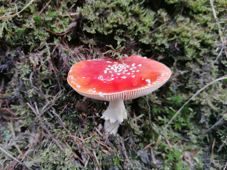 Fungi01.jpg