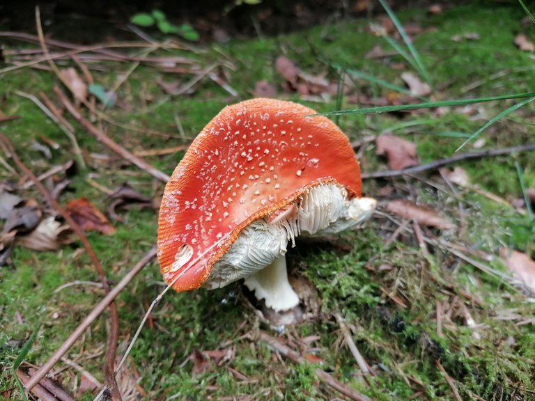 Fungi05.jpg