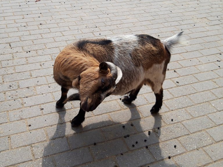 goat6.jpg
