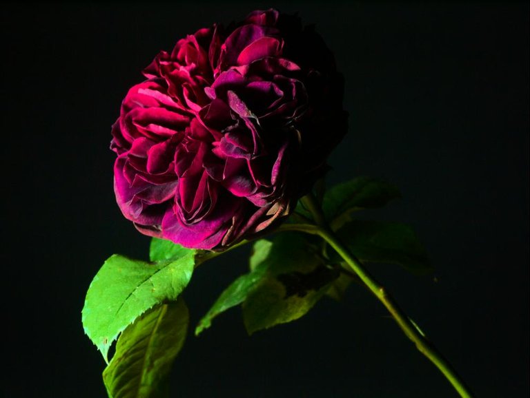 P6124839_1000px.jpg