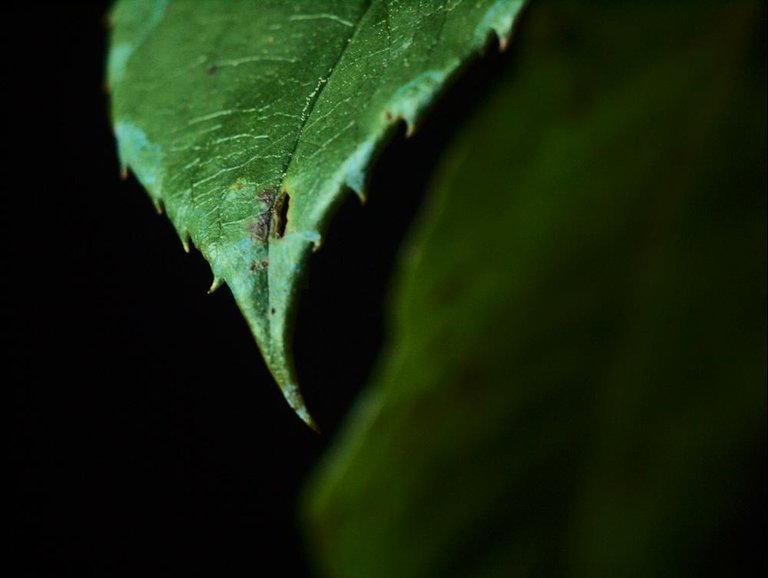 P6124856_1000px.jpg
