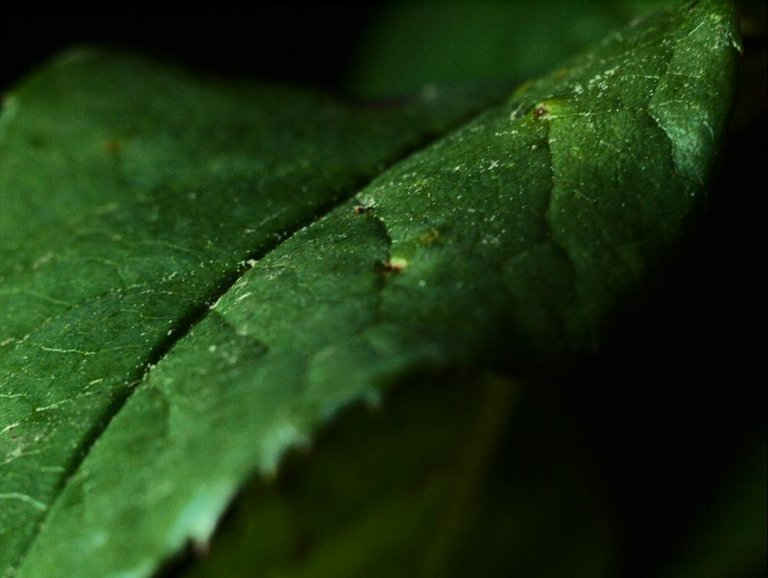 P6124857_1000px.jpg