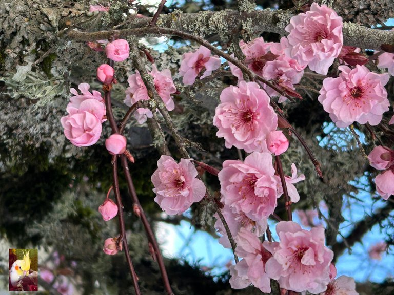 BlossomBeenie.jpeg