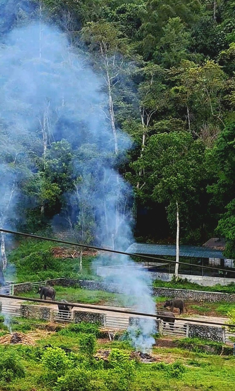 gajah.jpg