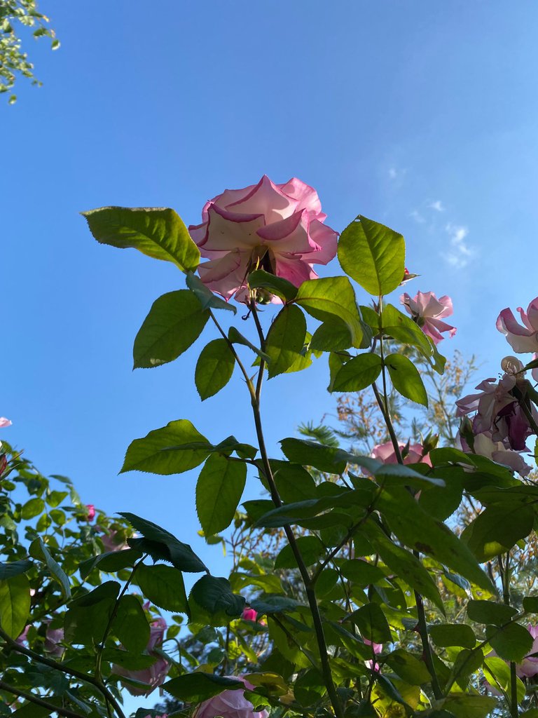 IMG_0729.jpeg