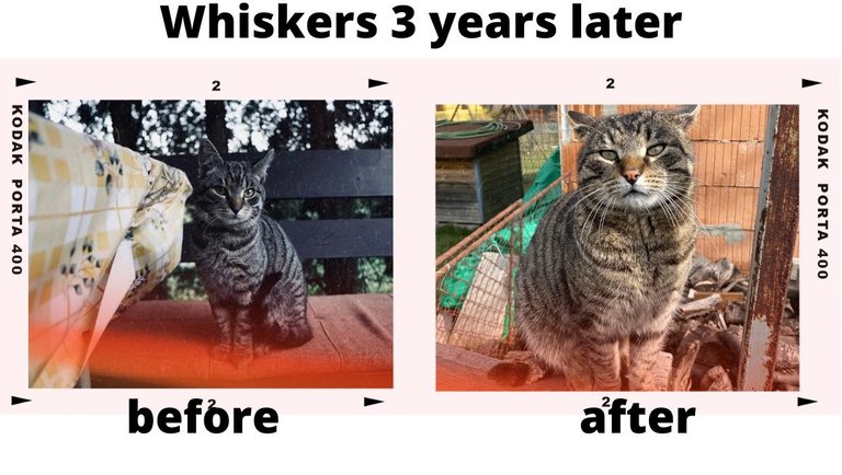 whiskers 3 years later.jpg