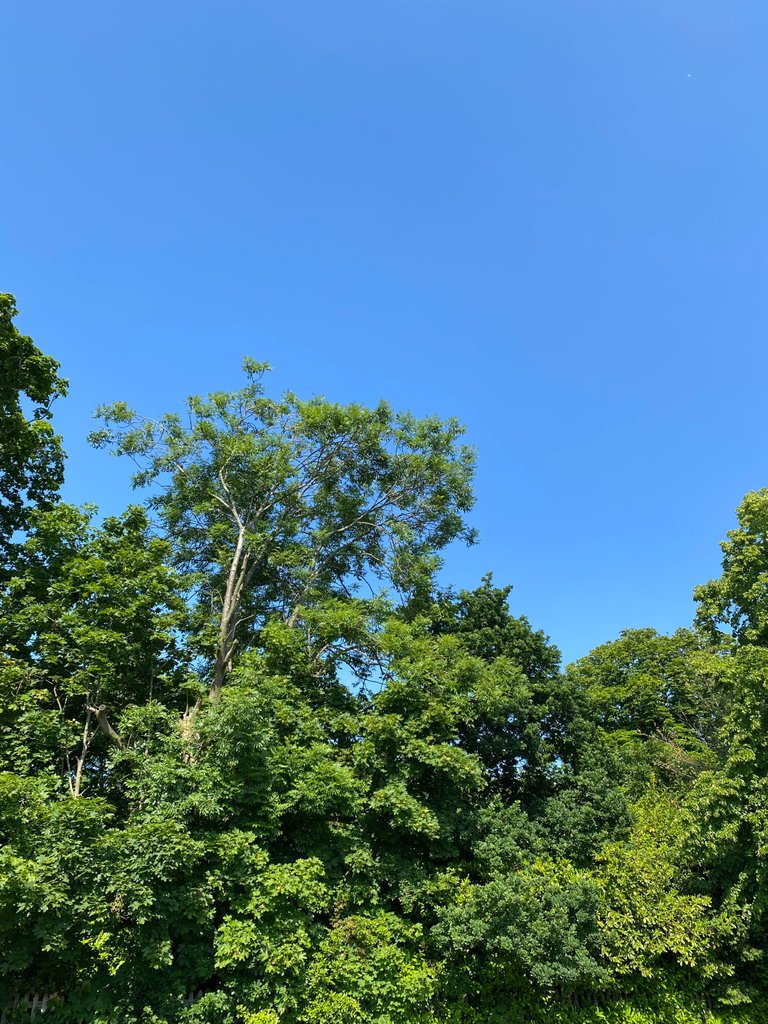 IMG_0726.jpeg