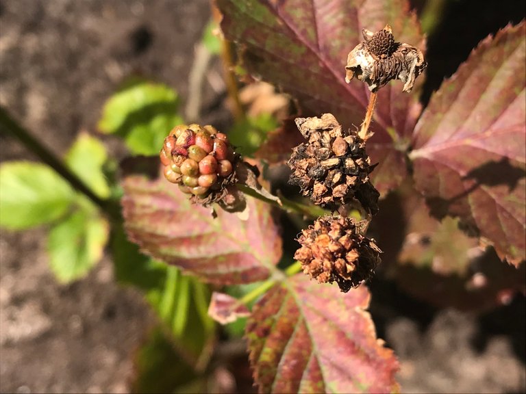 These photos were taken yesterday, April 2020, but these fruits were mummified from last year 2019!